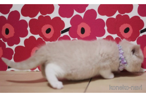 成約済の東京都のマンチカン-72705の3枚目